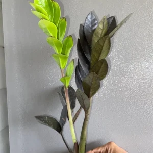 Black ZZ Raven Plant