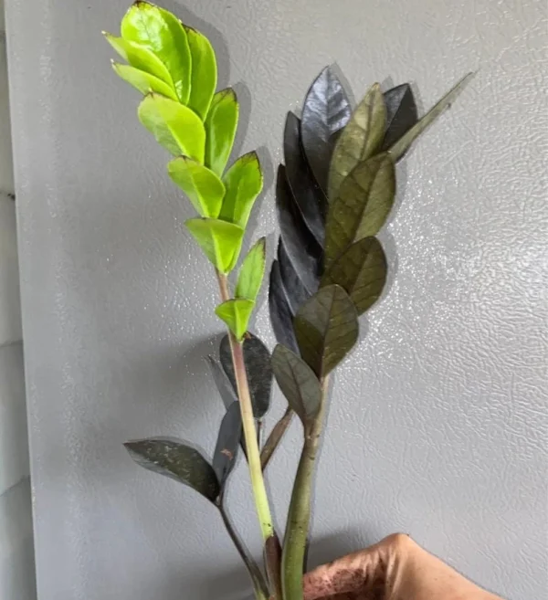 Black ZZ Raven Plant