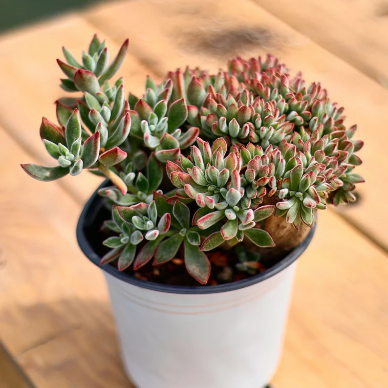 Echeveria Pulvinata Crested,Succulent Plant