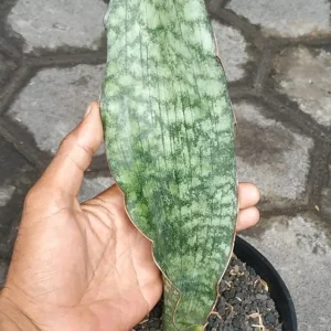 Sansevieria Bhitalae