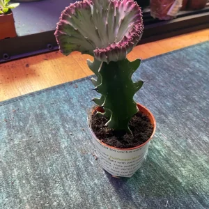 Mermaid tail coral cactus live rare houseplant